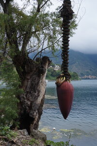 Voyage Partagé MEXIQUE GUATEMALA, San pedro de la laguna, Guatemala