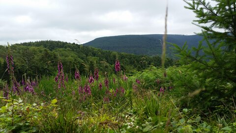VERLOLRENE ECK 21 JUIN 2015, 20150621_111300