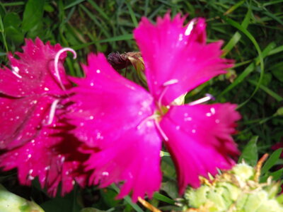 Mes Debuts Dans Le Jardin, IMGP7906