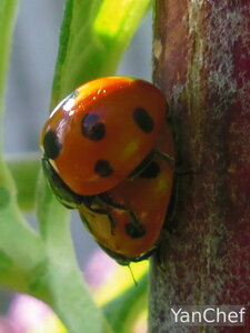 Mes Debuts Dans Le Jardin, Coccinelle6PENTAX PENTAX Optio S1_3