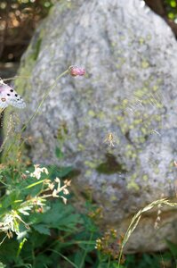 2015-07-22-23-rando-famille-refuge-bans, alpes-aventure-randonnee-trek-refuge-bans-2015-07-22-23-063