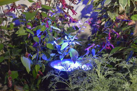 décors 2014, _DSC6050