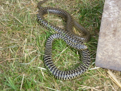 Les bestioles du verger, couleuvre du verger