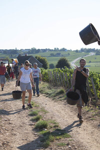 vendanges 2015 - photos de cédric, ced - vendanges 2015-2471