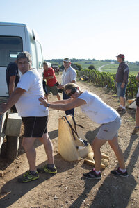 vendanges 2015 - photos de cédric, ced - vendanges 2015-2474