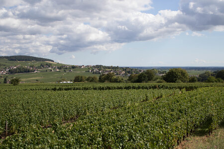 vendanges 2015 - photos de cédric, ced - vendanges 2015-2476