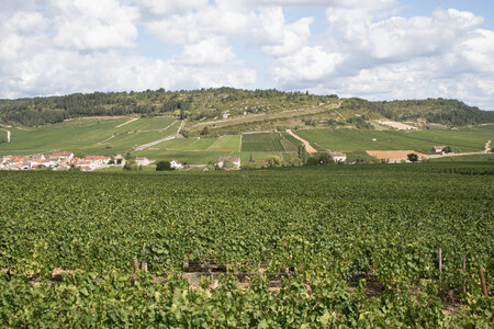 vendanges 2015 - photos de cédric, ced - vendanges 2015-2477