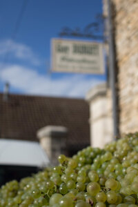 vendanges 2015 - photos de cédric, ced - vendanges 2015-2497
