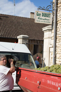 vendanges 2015 - photos de cédric, ced - vendanges 2015-2502