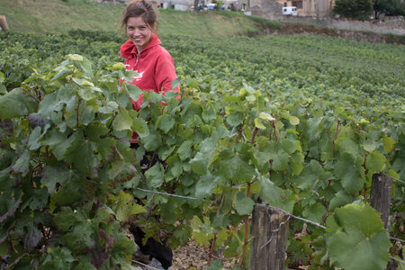 vendanges 2015 - photos de cédric, ced - vendanges 2015-2511
