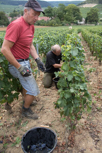 vendanges 2015 - photos de cédric, ced - vendanges 2015-2513