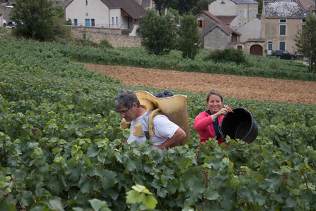 vendanges 2015 - photos de cédric, ced - vendanges 2015-2514