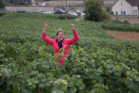 vendanges 2015 - photos de cédric, ced - vendanges 2015-2516