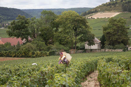 vendanges 2015 - photos de cédric, ced - vendanges 2015-2518