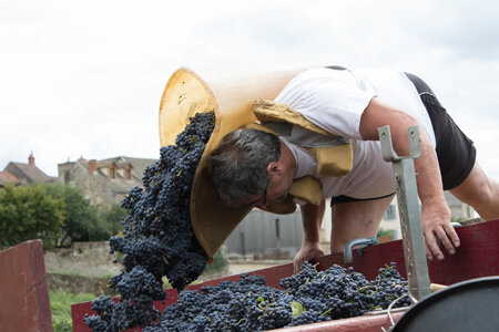 vendanges 2015 - photos de cédric, ced - vendanges 2015-2521