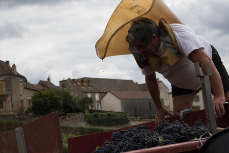 vendanges 2015 - photos de cédric, ced - vendanges 2015-2523