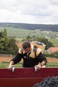 vendanges 2015 - photos de cédric, ced - vendanges 2015-2525