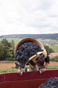 vendanges 2015 - photos de cédric, ced - vendanges 2015-2526