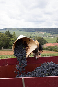 vendanges 2015 - photos de cédric, ced - vendanges 2015-2527