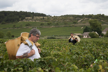 vendanges 2015 - photos de cédric, ced - vendanges 2015-2532