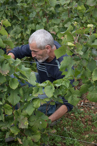 vendanges 2015 - photos de cédric, ced - vendanges 2015-2535