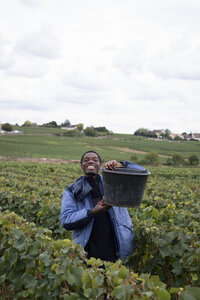 vendanges 2015 - photos de cédric, ced - vendanges 2015-2536
