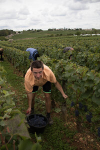vendanges 2015 - photos de cédric, ced - vendanges 2015-2540