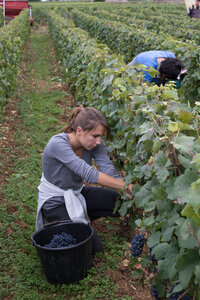 vendanges 2015 - photos de cédric, ced - vendanges 2015-2542