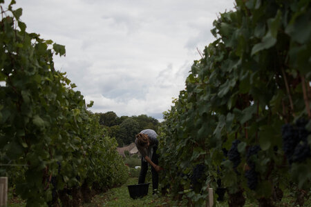 vendanges 2015 - photos de cédric, ced - vendanges 2015-2548