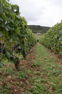 vendanges 2015 - photos de cédric, ced - vendanges 2015-2557