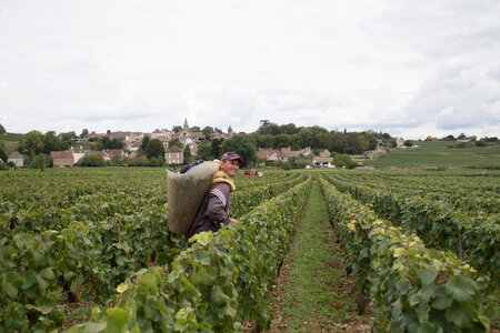 vendanges 2015 - photos de cédric, ced - vendanges 2015-2562