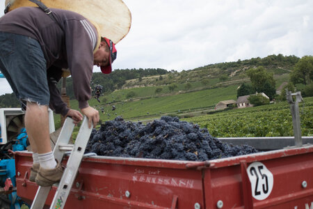 vendanges 2015 - photos de cédric, ced - vendanges 2015-2570