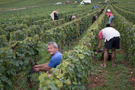 vendanges 2015 - photos de cédric, ced - vendanges 2015-2573