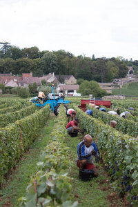 vendanges 2015 - photos de cédric, ced - vendanges 2015-2574