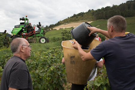vendanges 2015 - photos de cédric, ced - vendanges 2015-2578
