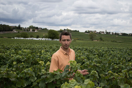 vendanges 2015 - photos de cédric, ced - vendanges 2015-2582