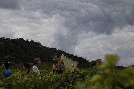 vendanges 2015 - photos de cédric, ced - vendanges 2015-2592
