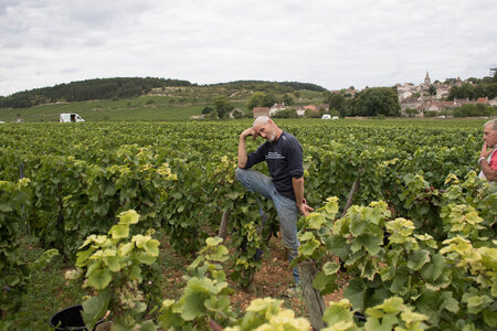 vendanges 2015 - photos de cédric, ced - vendanges 2015-2596