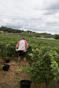 vendanges 2015 - photos de cédric, ced - vendanges 2015-2599