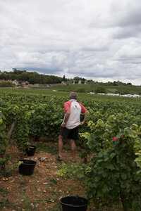 vendanges 2015 - photos de cédric, ced - vendanges 2015-2600