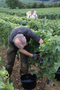 vendanges 2015 - photos de cédric, ced - vendanges 2015-2605
