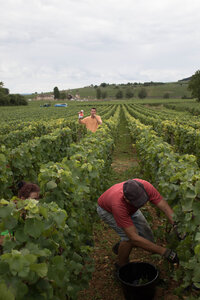 vendanges 2015 - photos de cédric, ced - vendanges 2015-2606