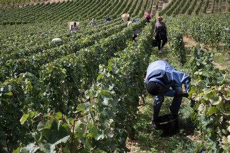 vendanges 2015 - photos de cédric, ced - vendanges 2015-2624