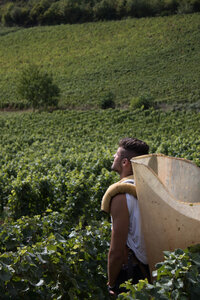 vendanges 2015 - photos de cédric, ced - vendanges 2015-2630