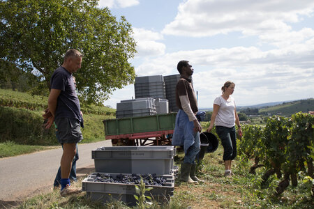 vendanges 2015 - photos de cédric, ced - vendanges 2015-2632