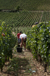 vendanges 2015 - photos de cédric, ced - vendanges 2015-2633