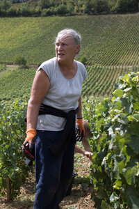 vendanges 2015 - photos de cédric, ced - vendanges 2015-2634