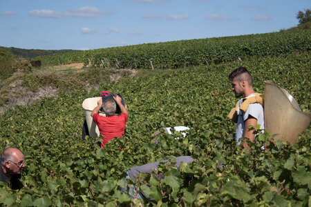 vendanges 2015 - photos de cédric, ced - vendanges 2015-2642