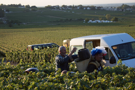vendanges 2015 - photos de cédric, ced - vendanges 2015-2682