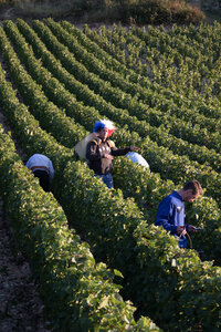 vendanges 2015 - photos de cédric, ced - vendanges 2015-2684